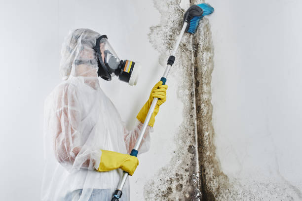 Best Residential Mold Removal  in Clarksburg, MD