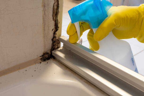 Best Mold Removal and Inspection  in Clarksburg, MD