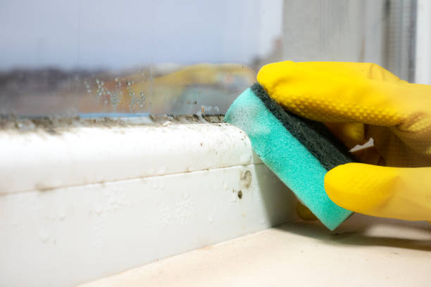 Best Best Mold Removal Companies  in Clarksburg, MD